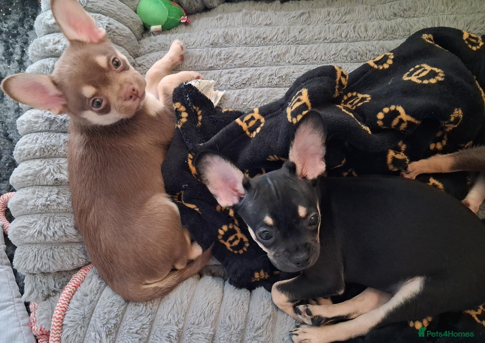 Pomchi dogs for sale: 3/4 Chihuahua x 1/4 Pomeranian pups   - Advert 2