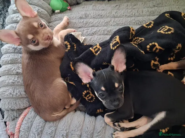 Pomchi dogs for sale: 3/4 Chihuahua x 1/4 Pomeranian pups - Advert 2