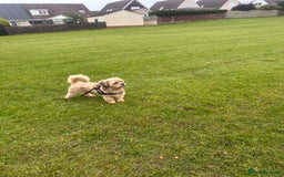 Lhasa Apso dogs for sale: Lhasa Apso Male - Image 5