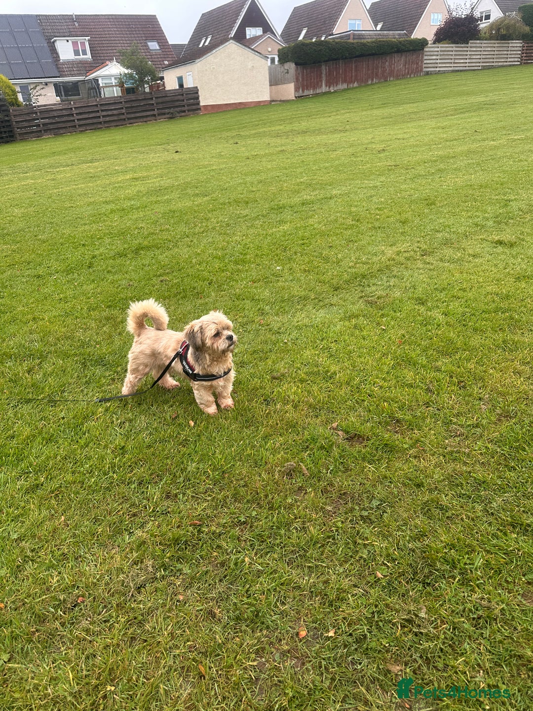 Lhasa Apso dogs for sale: Lhasa Apso Male - Image 5