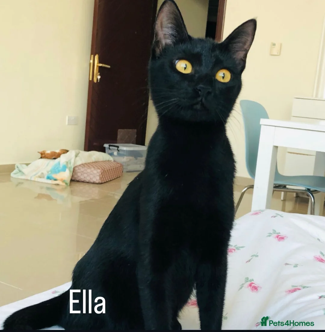 Mixed Breed cats for adoption: ROXY ELLA HEALTHY KITTEN GIRLS SOAYED  VACCINATED  - Advert 3