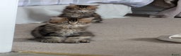 Maine Coon cats for sale: Stunning chocolate tabby kittens  - Advert 7