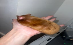 Chinchilla rodents for sale: Hamster Syrian and Full set up!  - Image 12
