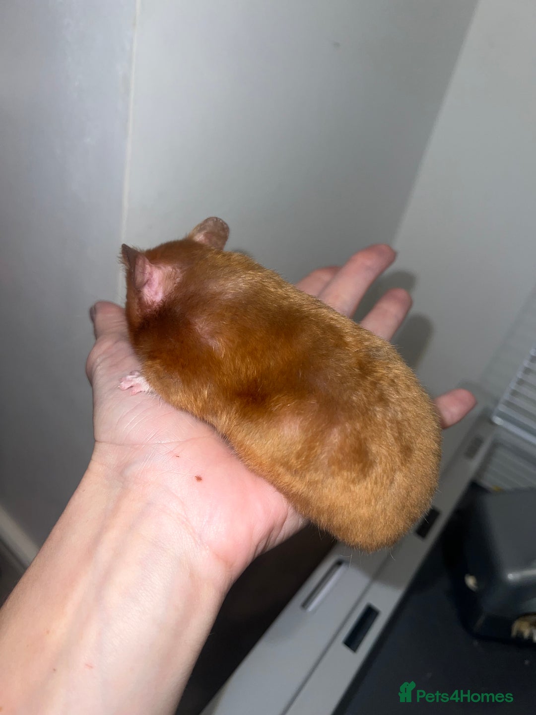 Chinchilla rodents for sale: Hamster Syrian and Full set up!  - Image 12