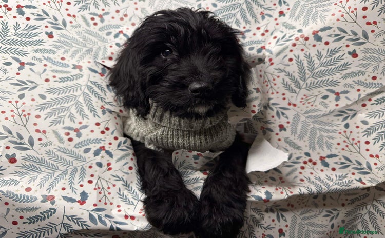 Cockapoo dogs 1 year old male cockapoo - Advert 4