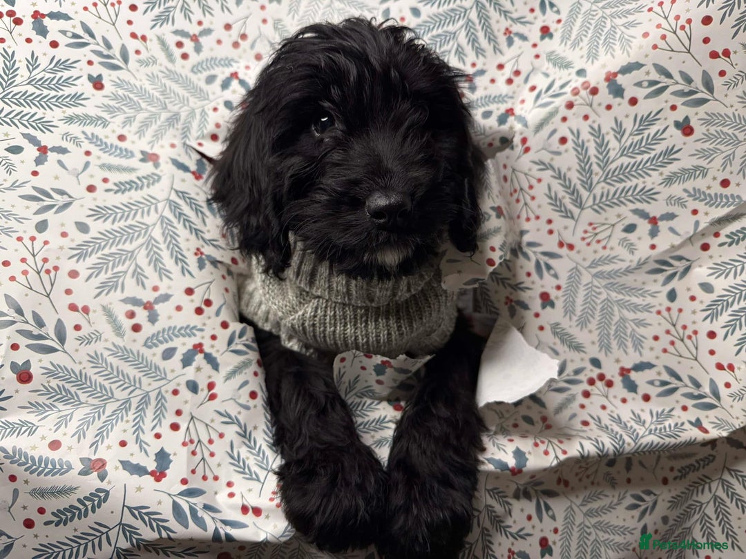 Cockapoo dogs for sale: 1 year old male cockapoo - Advert 1