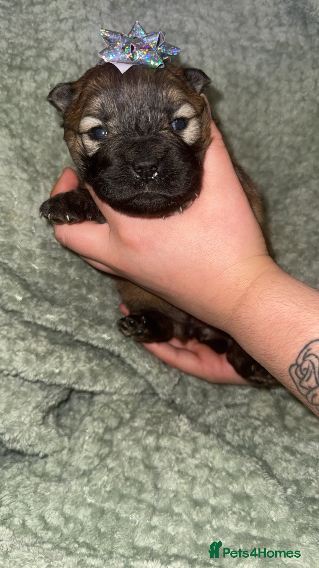 Chow Chow dogs for sale: Chow chow puppies  - Advert 37