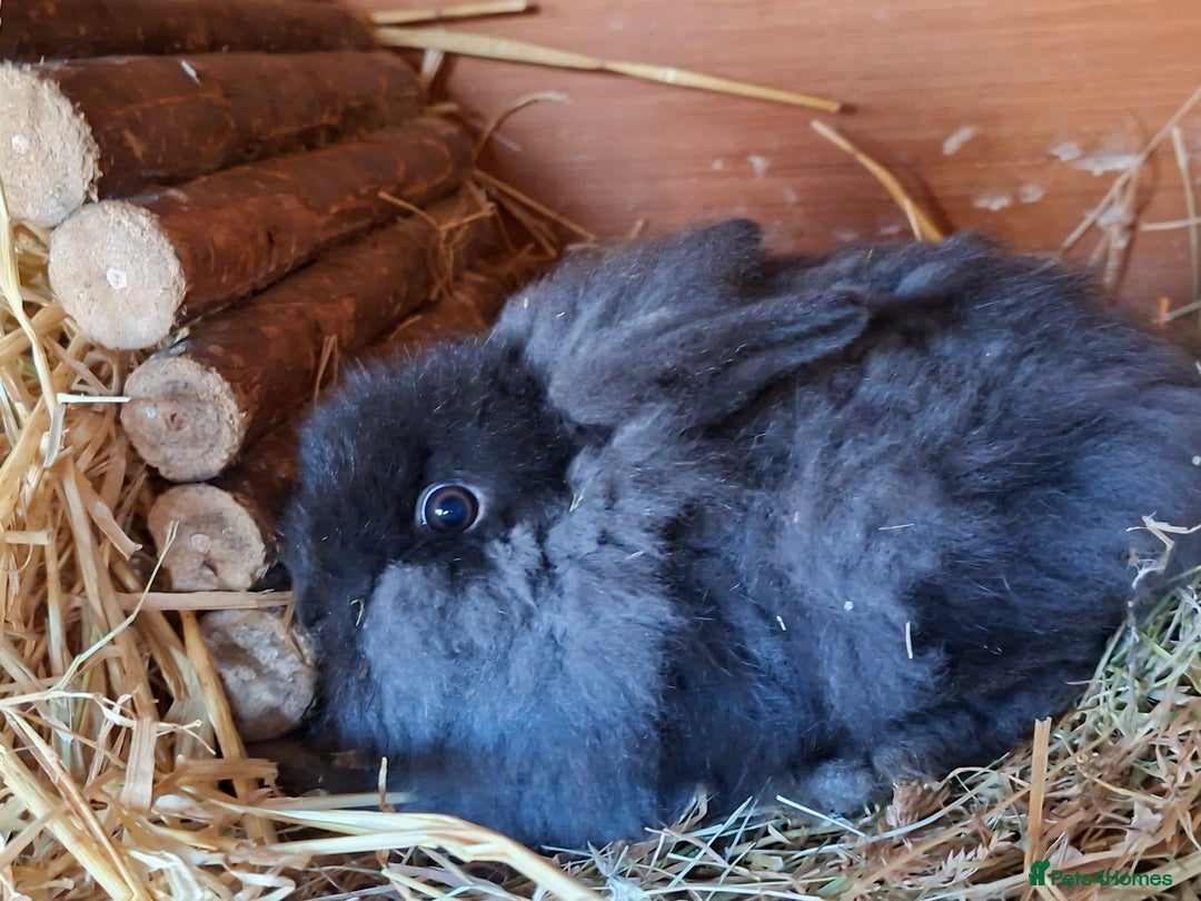 Mixed Breed rabbits for sale: Baby rabbits  - Advert 9