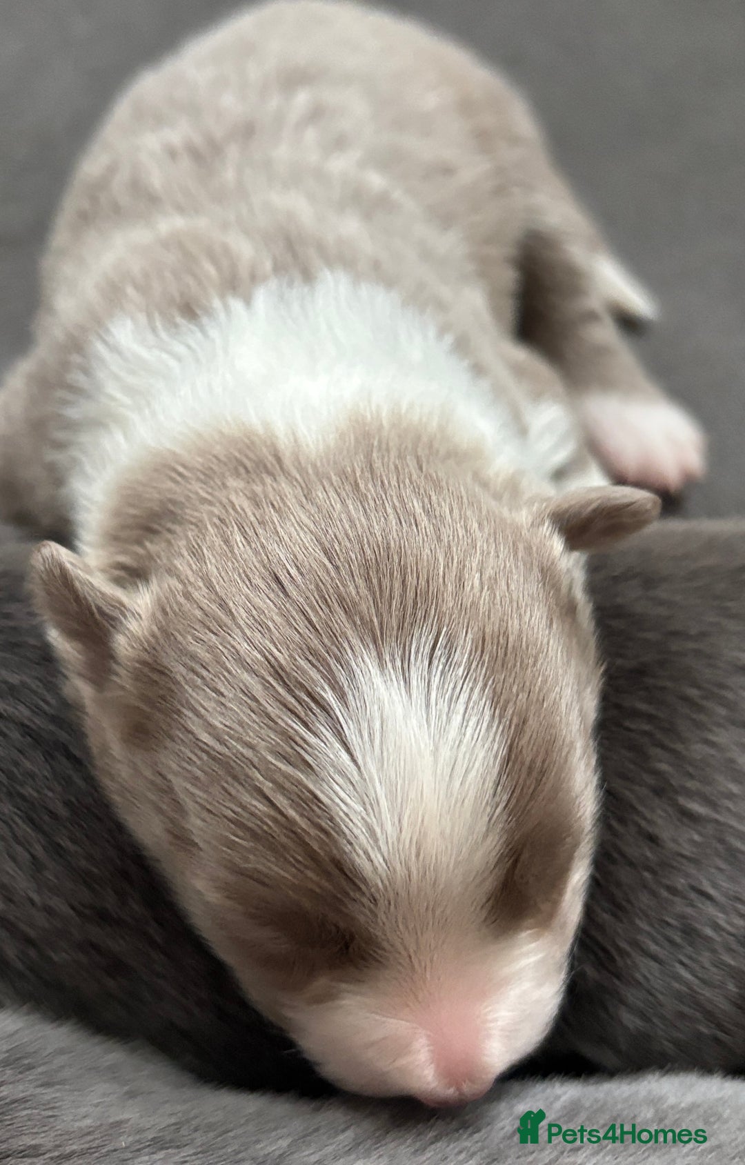 Border Collie dogs for sale:  Long Haired KC Reg Border Collie puppies for sale - Image 15