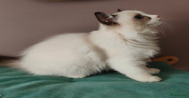 Ragdoll cats - Advert 12