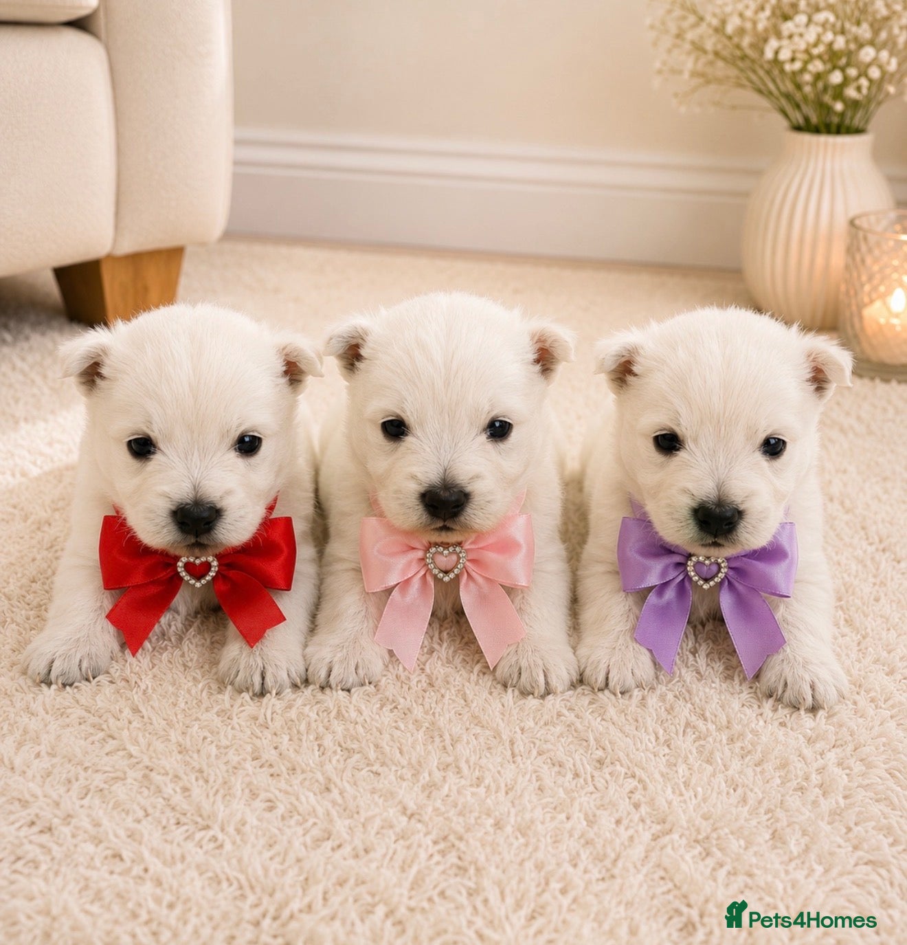 West Highland Terrier dogs KC West Highland Terriers 🧬 Health tested Parents - Advert 1