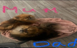 Pomeranian dogs for sale: Pomeranian puppy’s  - Image 2