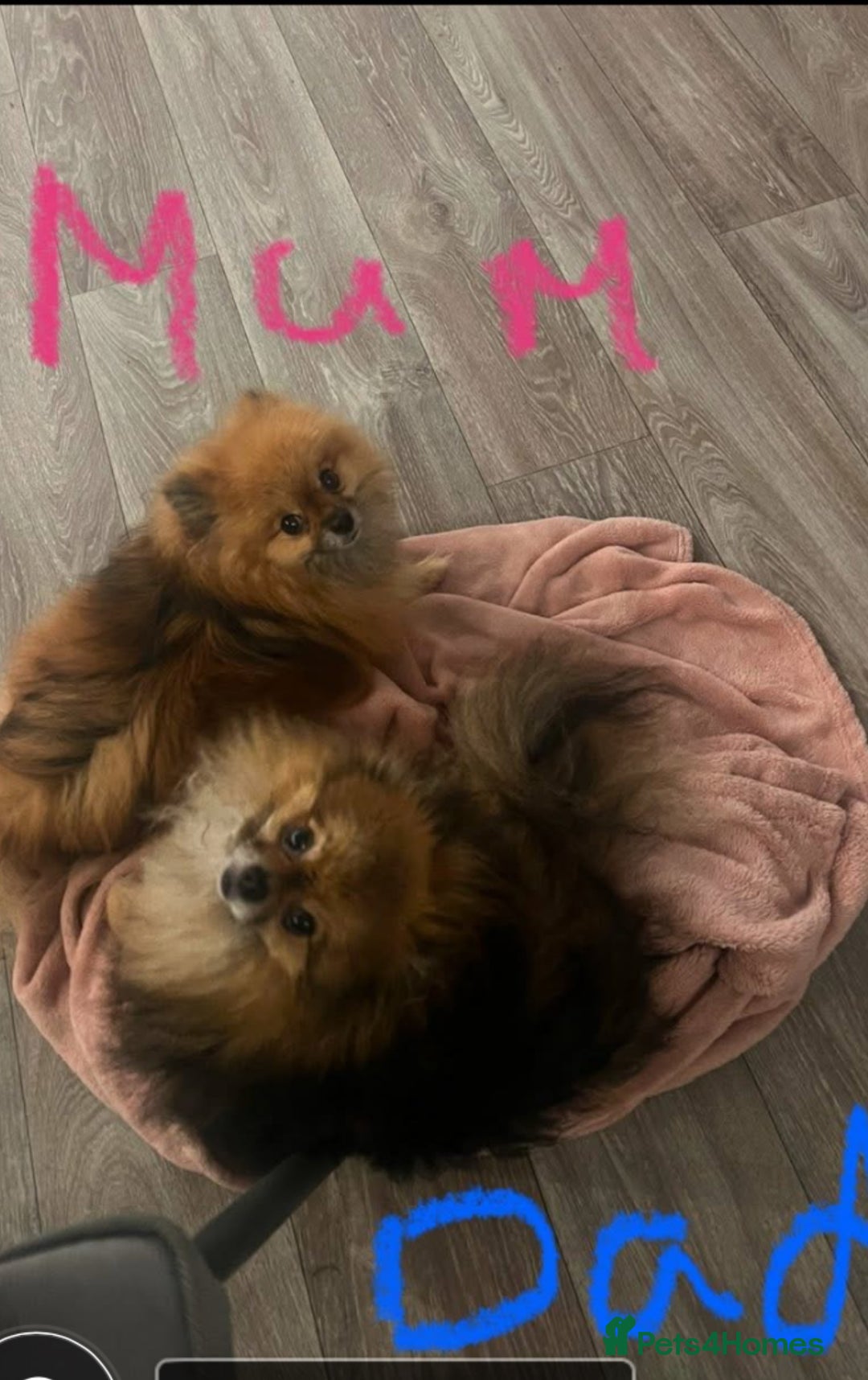 Pomeranian dogs for sale: Pomeranian puppy’s  - Image 2
