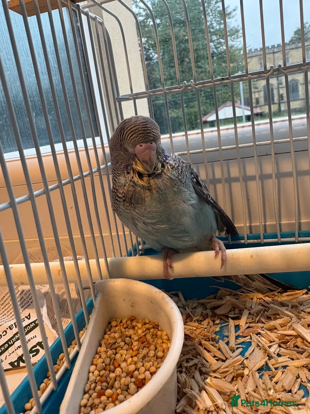 Budgerigars birds for sale: Hand reared Budgie  - Advert 2