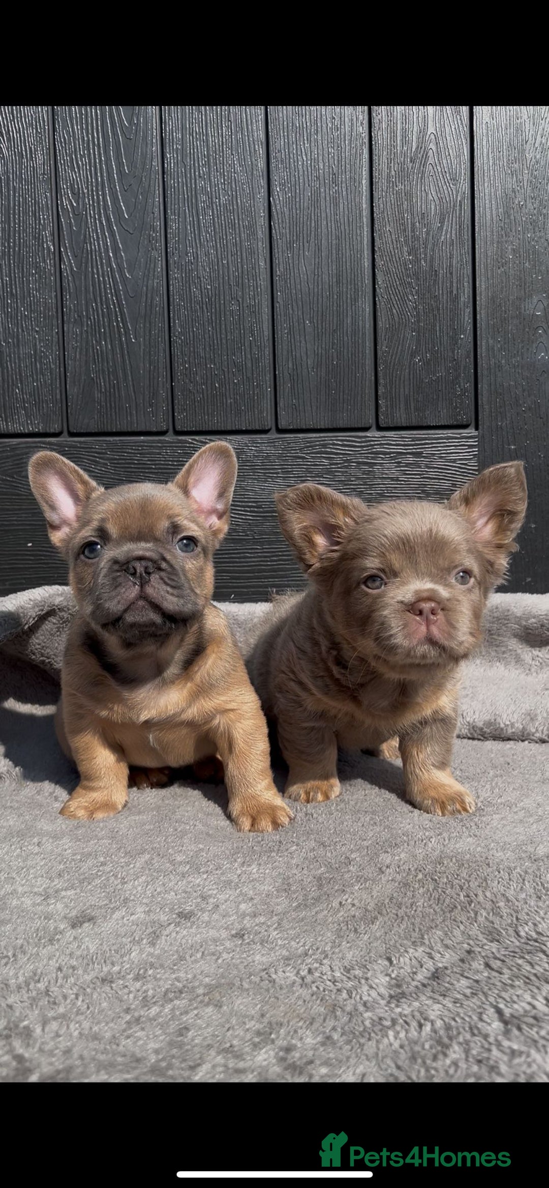 French Bulldog dogs for sale: Teddy bear floodle  - Image 26