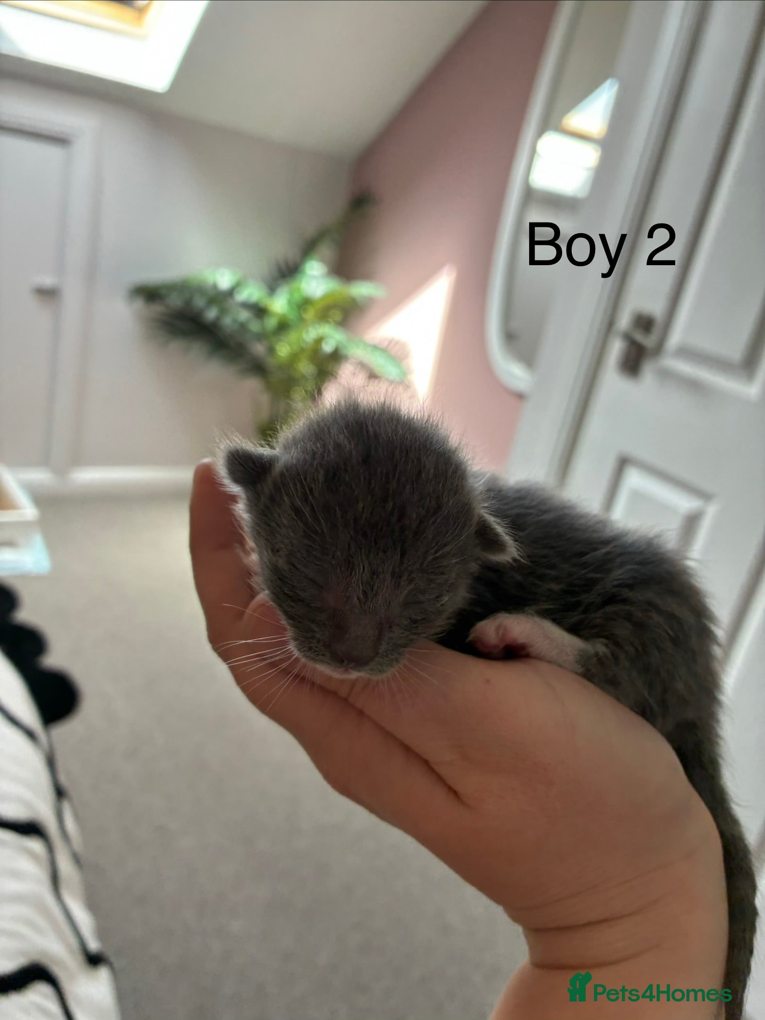 Mixed Breed cats for sale: All kittens now reserved  - Advert 8