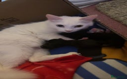 Mixed Breed cats for sale: 4 lovely kittens ready for collection ASAP - Image 11