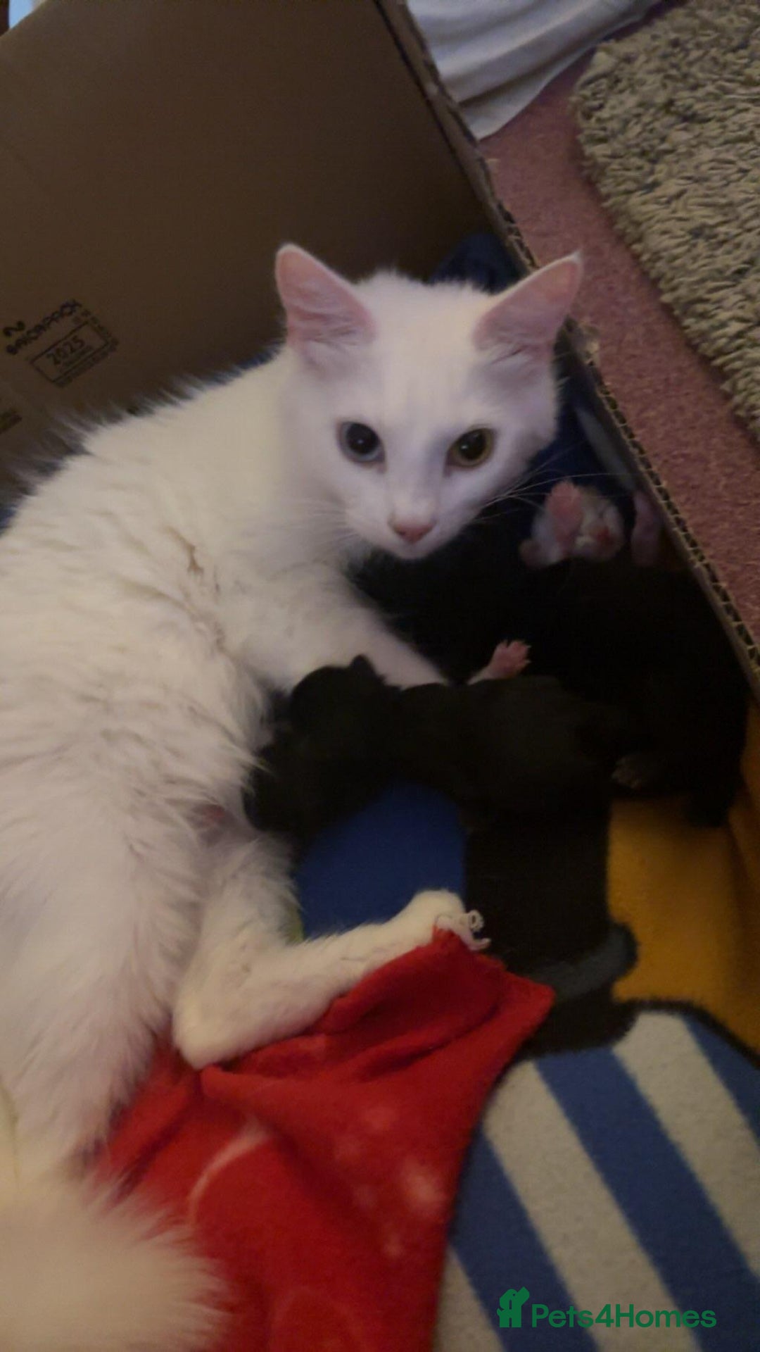 Mixed Breed cats for sale: 4 lovely kittens ready for collection ASAP - Image 11