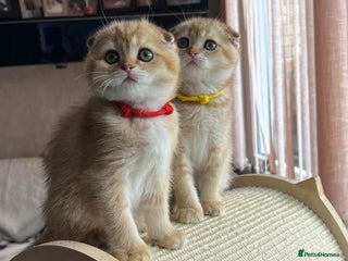 Scottish Fold cats for sale - Advert 1