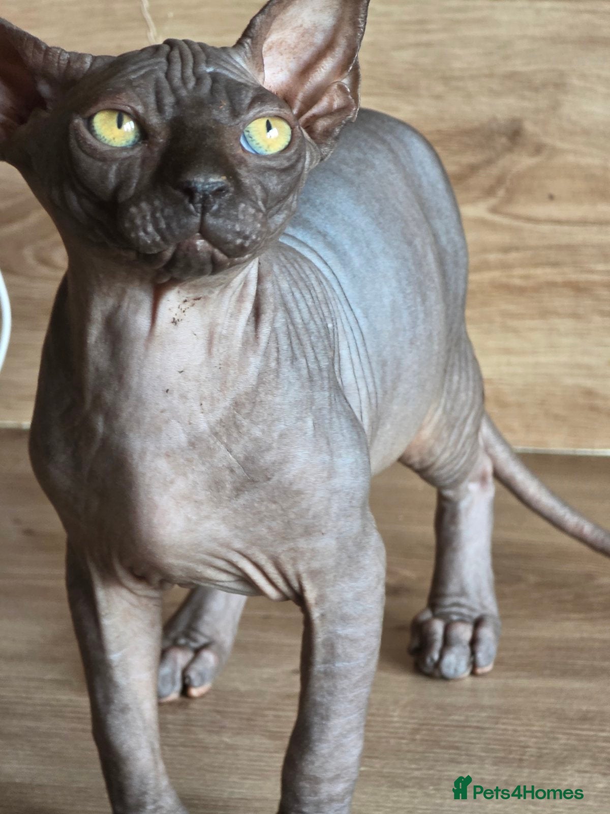 Sphynx cats FIFe registered Black stunning kittens - Advert 14
