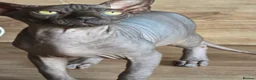 Sphynx cats for sale: FIFe registered Black stunning kittens - Advert 4