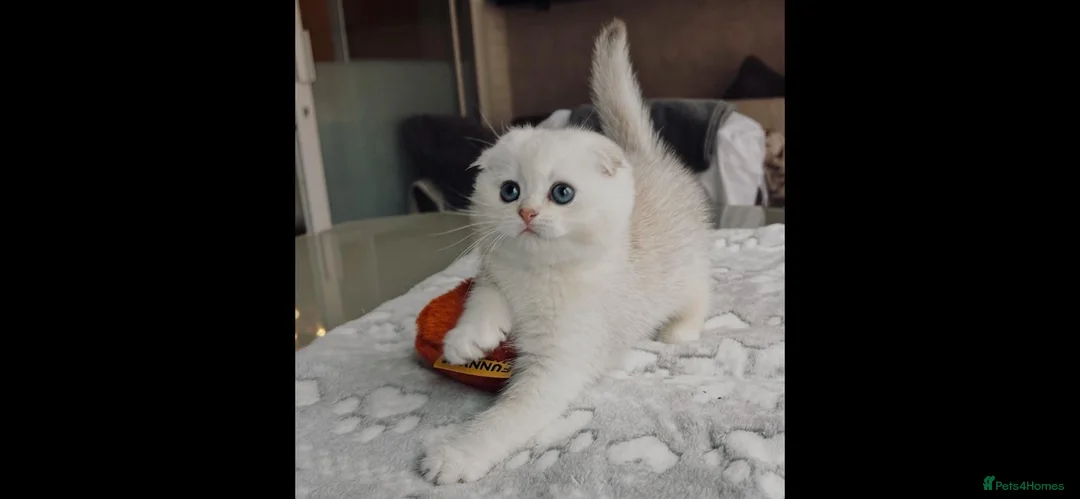 Scottish Fold cats for sale: Beautiful TICA-Registered Scottish Fold Kittens - Advert 2