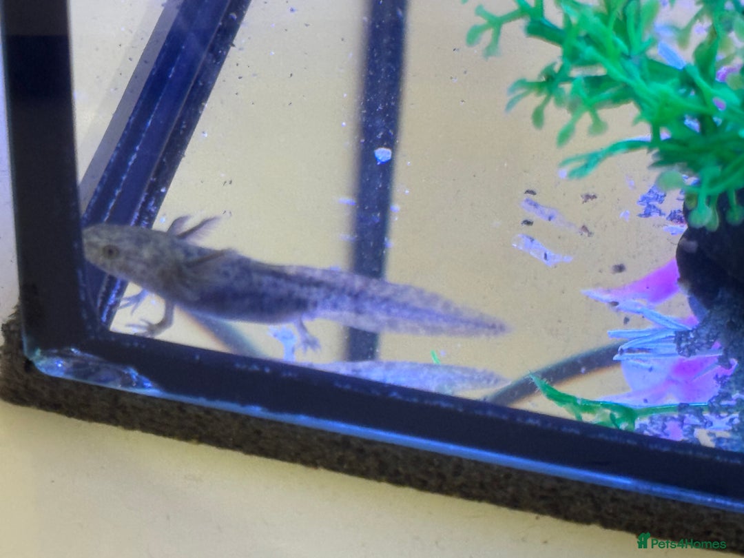 Axolotl reptiles for sale: Axolotl - Image 12