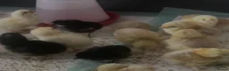 Mixed Breed poultry for sale: Cross breed chicks Unsexed £7 each - Advert 3