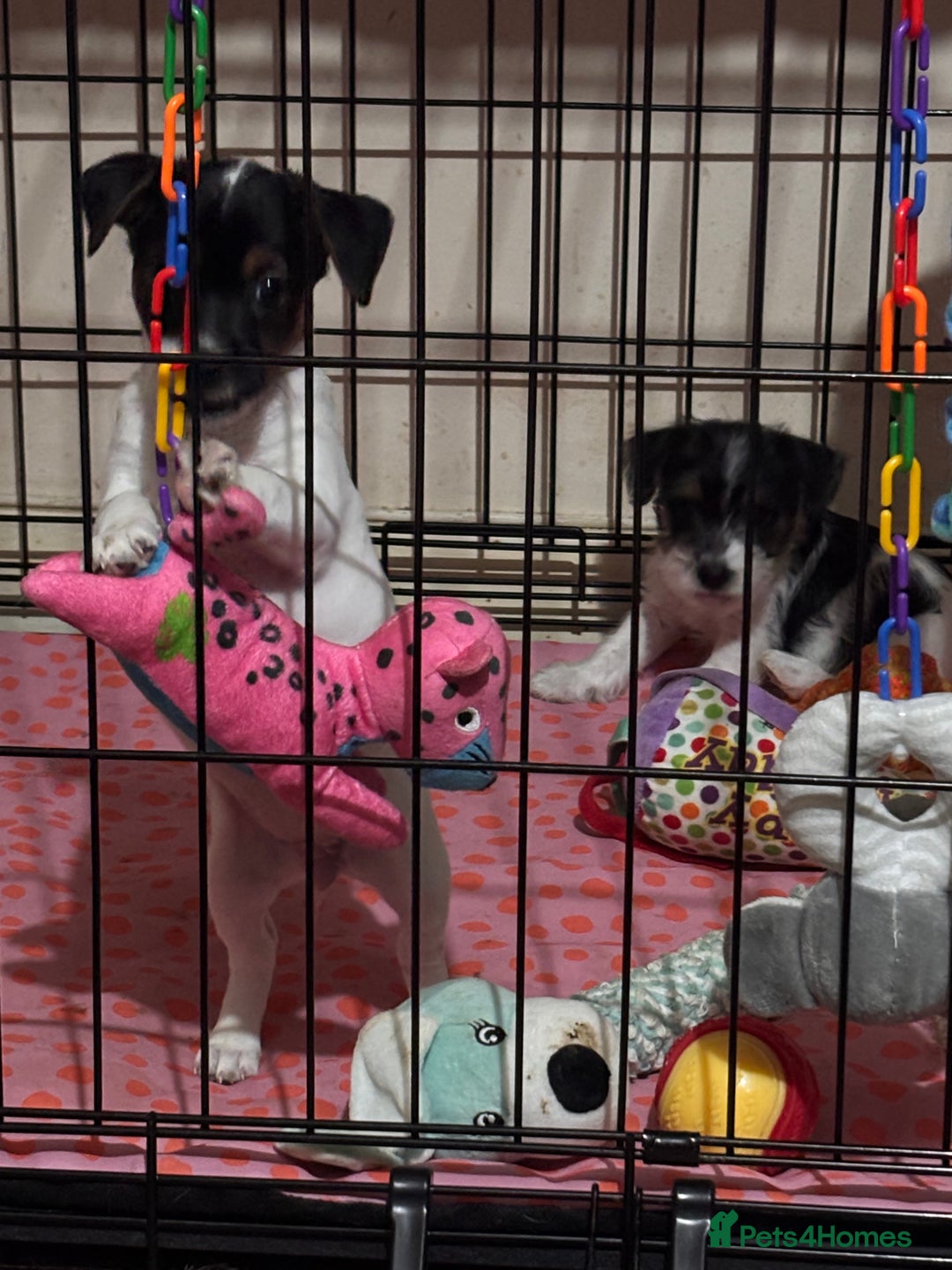Mixed Breed dogs for sale: 1 Girl Jack Russell x Yorkshire Terrier Puppies - Image 26