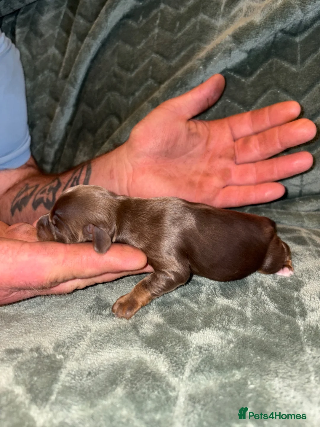 Cocker Spaniel dogs for sale: True working cocker spaniels  - Advert 2