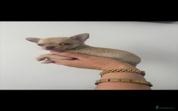 Chihuahua dogs for sale: Chihuahua boy - Image 7