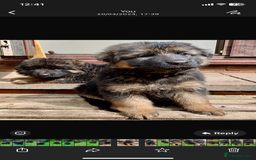 German Shepherd dogs for sale: German Shepard Long haired puppies - Image 9