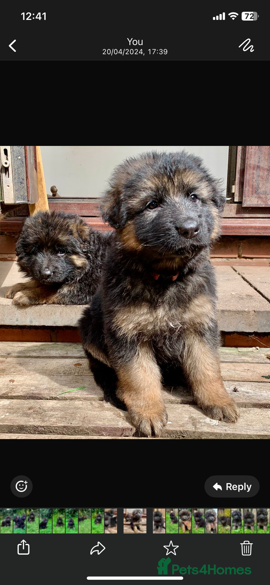German Shepherd dogs for sale: German Shepard Long haired puppies - Image 9