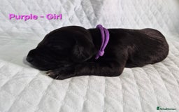 German Shorthaired Pointer dogs for sale: German Shorthaired Pointer/Irish Setter-Poinsetter - Image 20