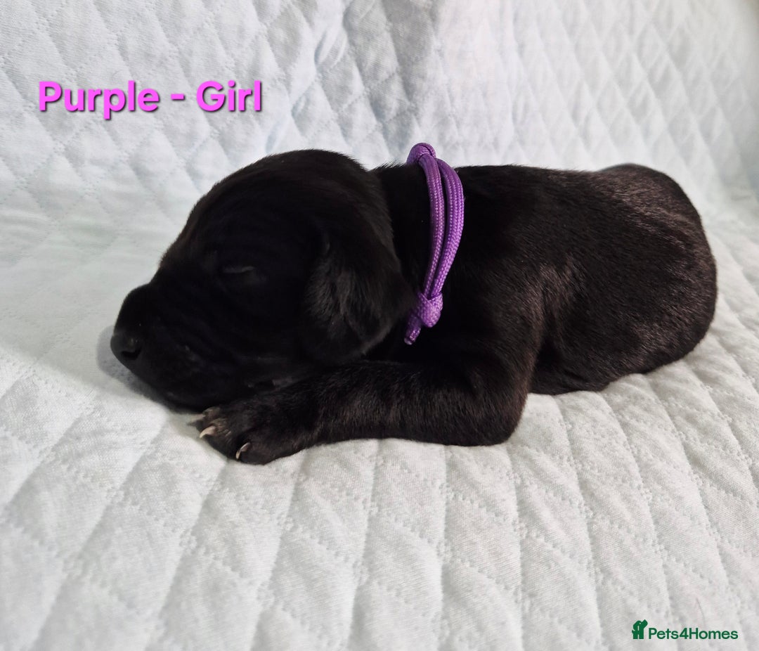 German Shorthaired Pointer dogs for sale: German Shorthaired Pointer/Irish Setter-Poinsetter - Image 20