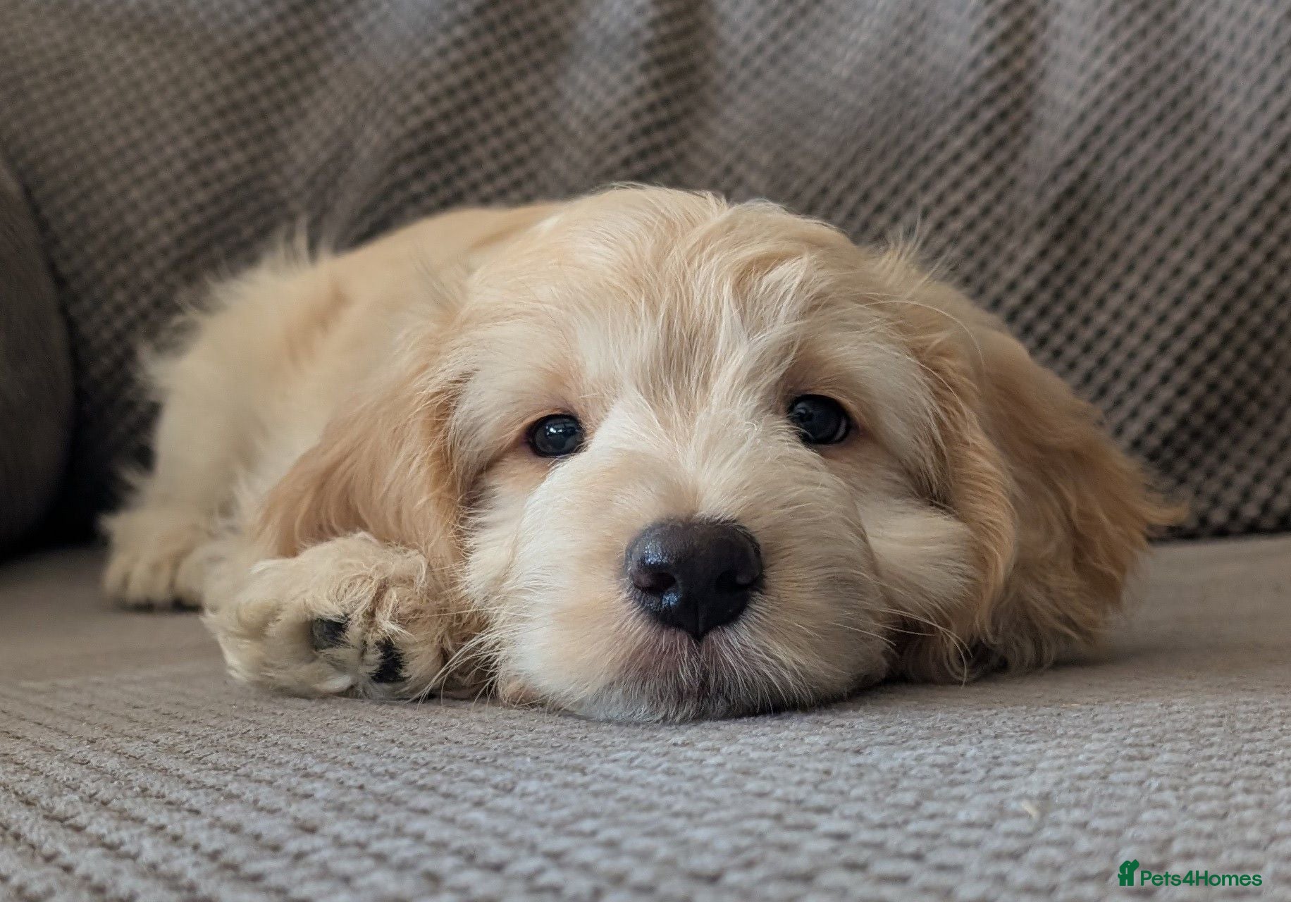 Cockapoo dogs Ready now! Licensed breeder, health tested F1 pups - Advert 2