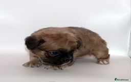 French Bulldog dogs for sale: Fluffy french bulldogs carrying Pink & Testable  - Image 10