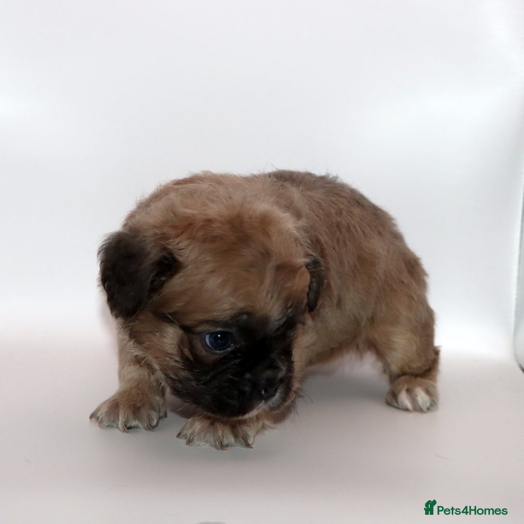 French Bulldog dogs for sale: Fluffy french bulldogs carrying Pink & Testable  - Image 10