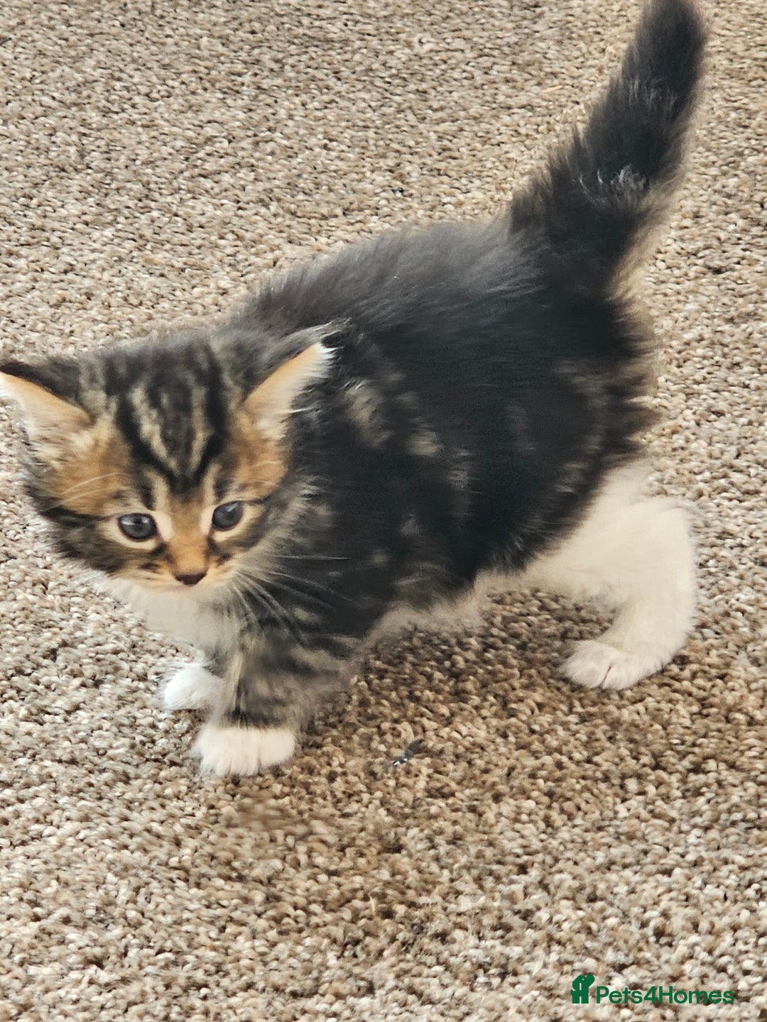 Mixed Breed cats for sale: Tabby mix rangdoll and black - Image 7