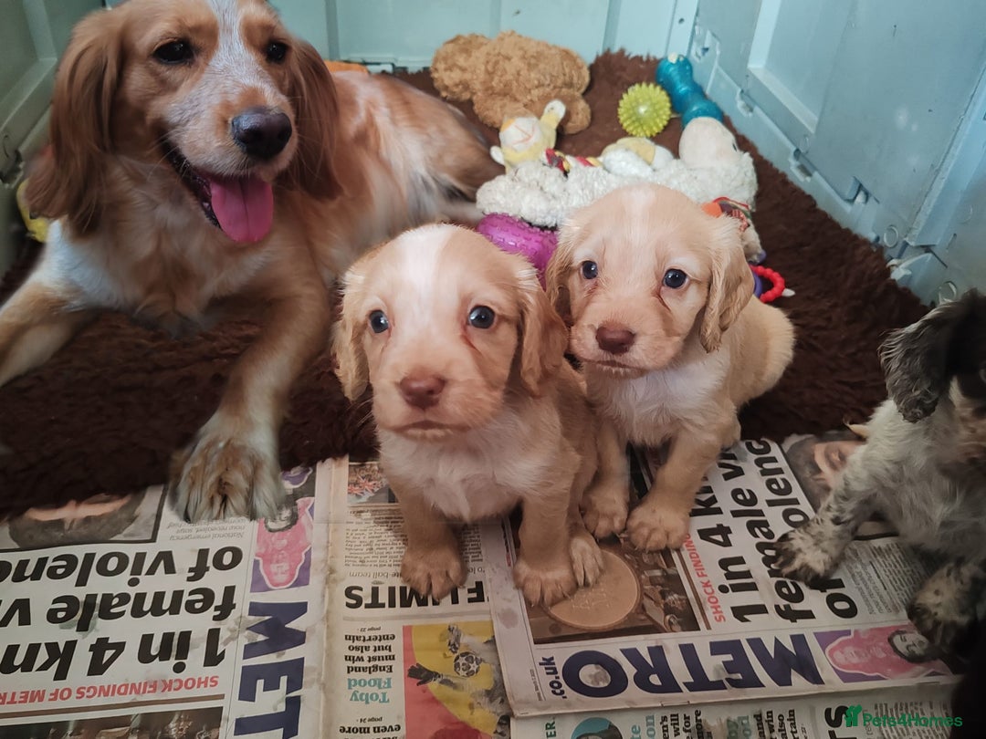 Sprocker dogs for sale: Two Beautiful Sprocker puppies - Image 4