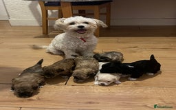 Bichon Frise dogs for sale: Bichon frise puppies for sale  - Advert 5