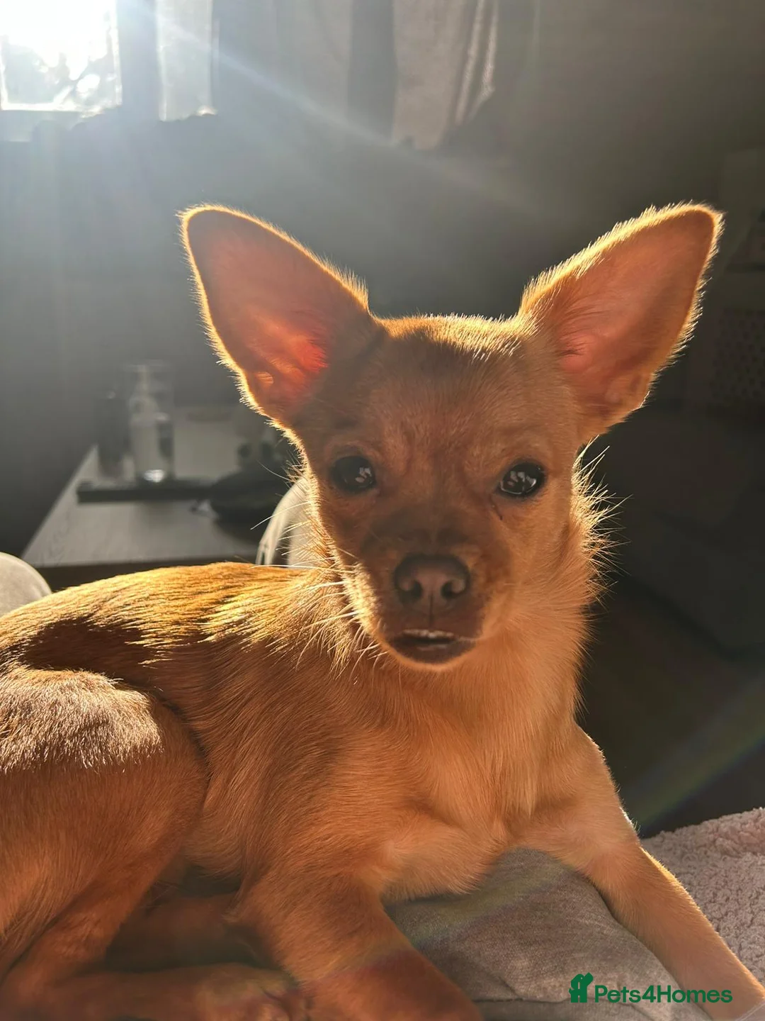 Mixed Breed dogs for sale: Looking for my forever home  - Advert 8