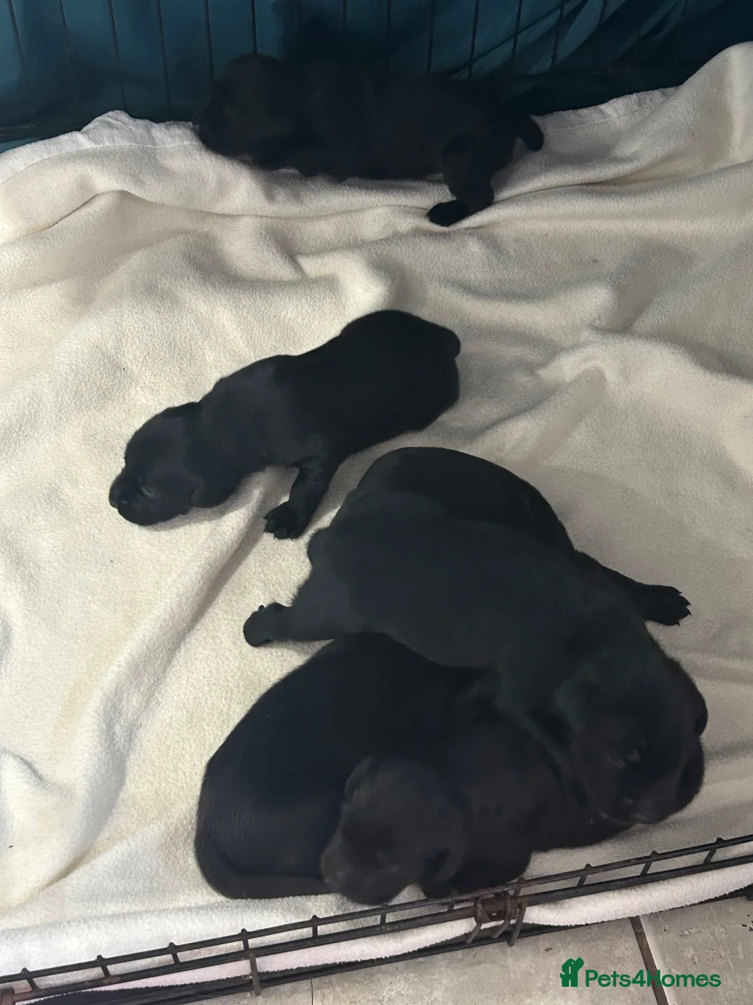 Springador dogs for sale: Springador pups - Advert 1