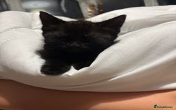 Ragdoll cats for sale: Ragdoll kitten - Advert 2