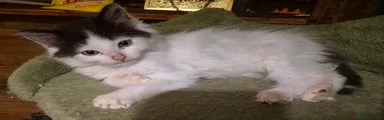Ragcoon 1
