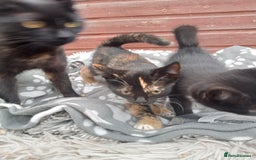 Mixed Breed cats for sale: Kittens  - Image 7