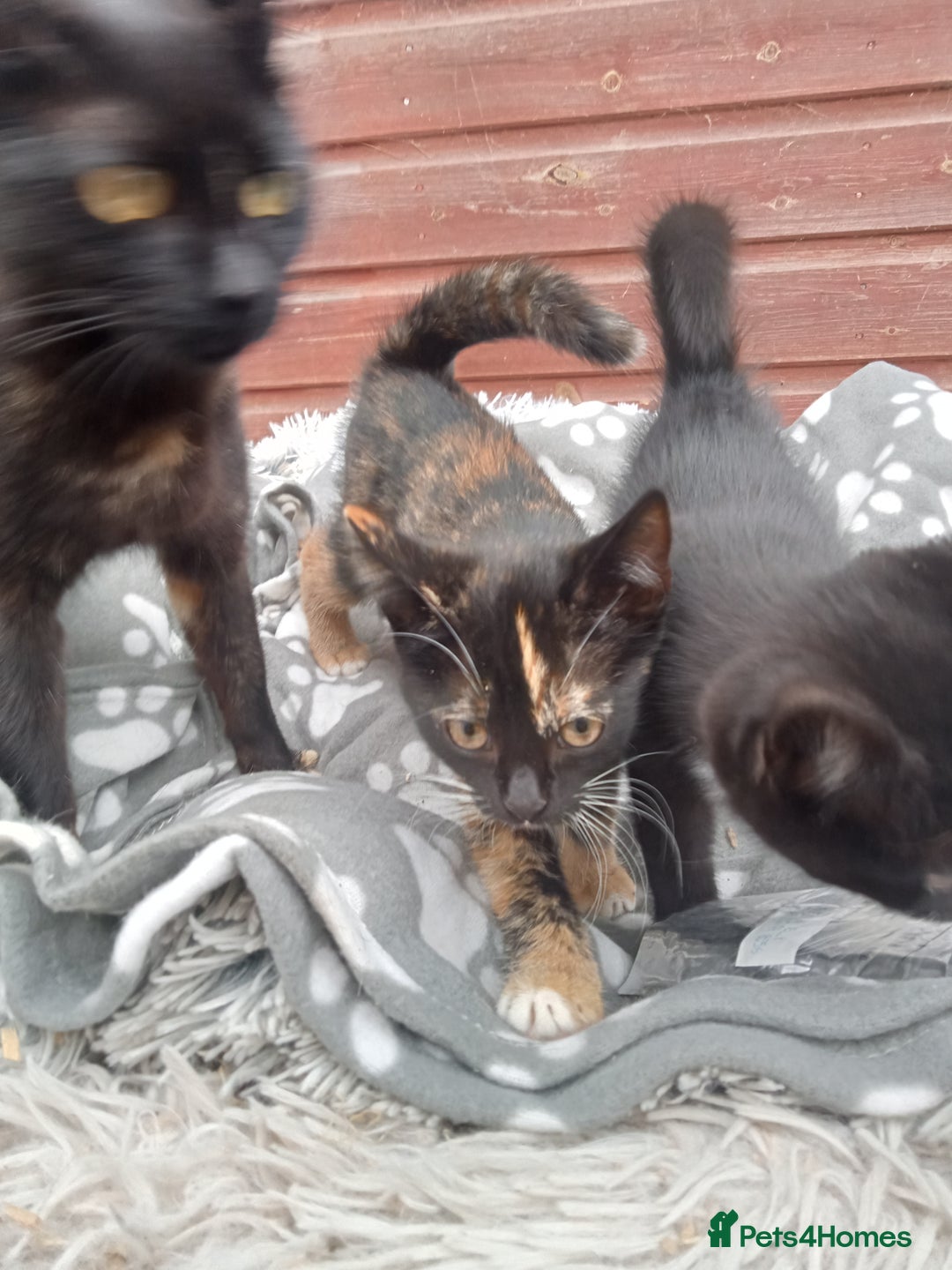 Mixed Breed cats for sale: Kittens  - Image 7