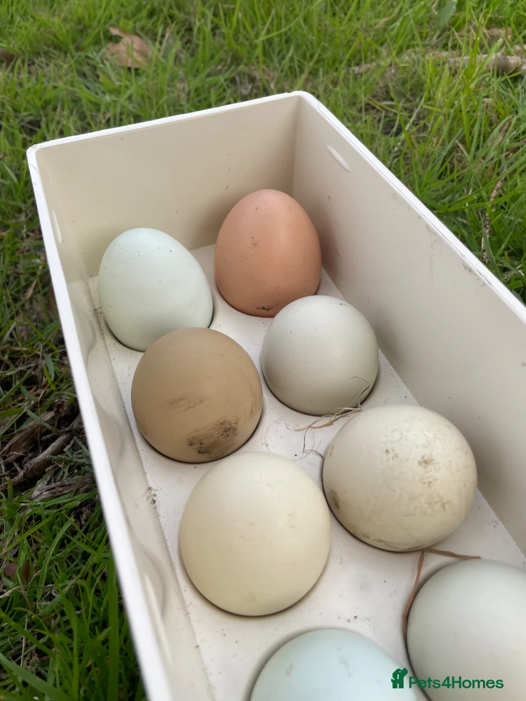 Mixed Breed reptiles for sale: Fertilised chicken 6 eggs - Advert 2