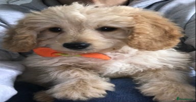 Cockapoo dogs - Advert 14