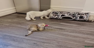 Persian cats - Advert 9